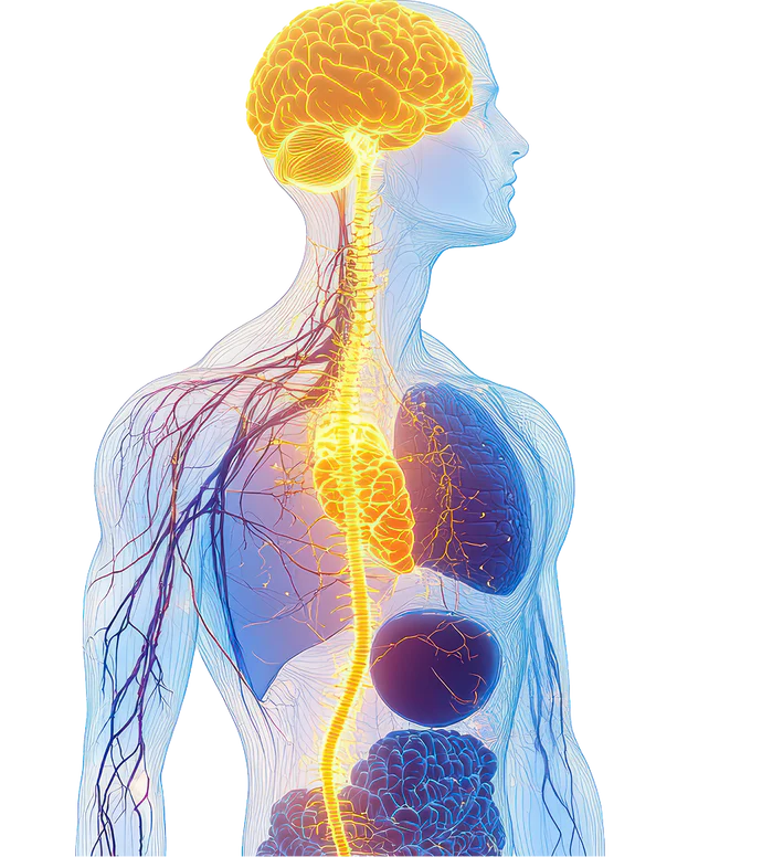 The vagus nerve running from the brain through the body